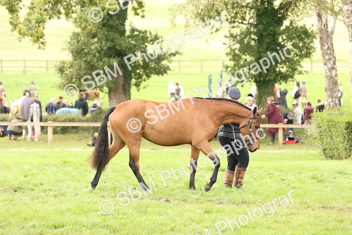 SBM_56267 - S55 - Other Coloured Horse In Hand