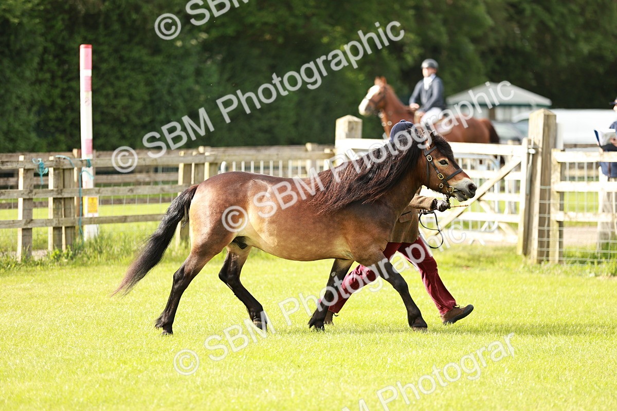 SBM_00445 - Class 14-23 - Mountain & Moorland In Hand Non Welsh