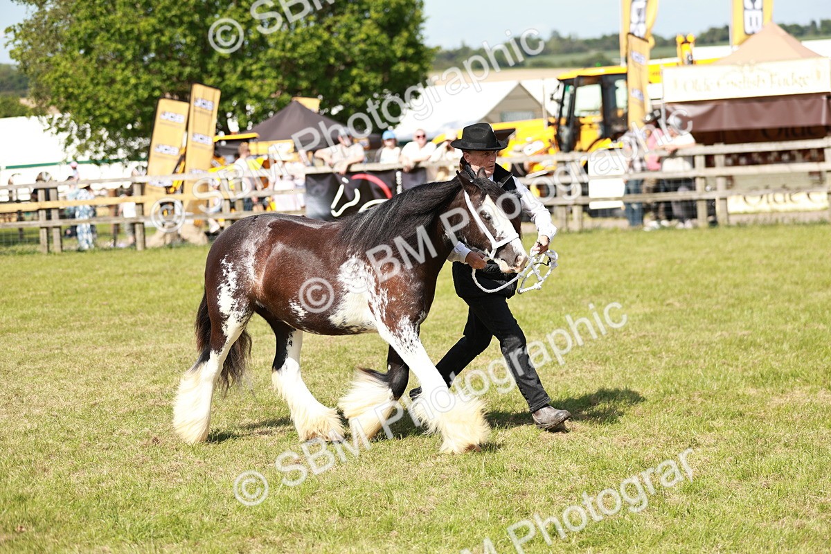 SBM_08611 - Class 63-65 - Traditional Gypsy Cobs In Hand & Ridden