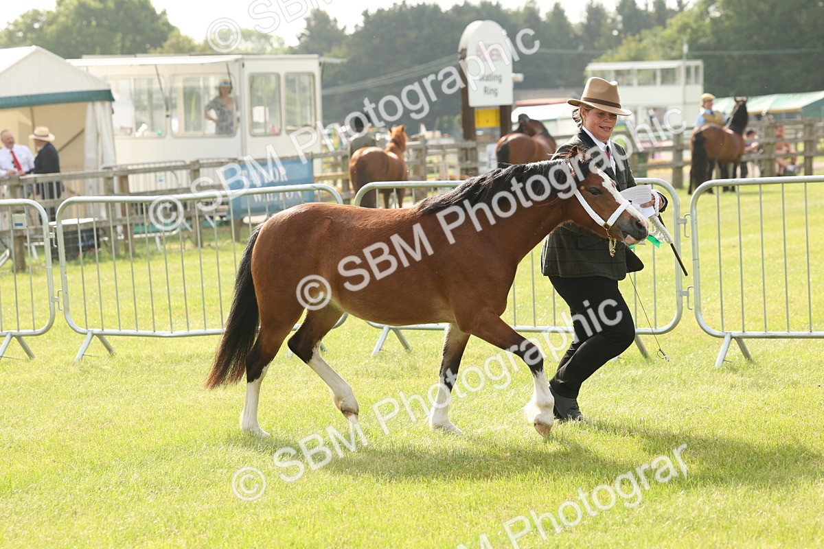 SBM_00470 - Class 6-13 - Mountatin and Moorland In Hand Welsh Breeds