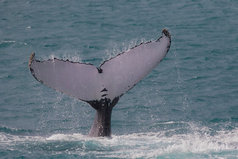 HB Tail Slap 13. 0A3A4722 - Copy - 2025 Hervey Bay Whales
