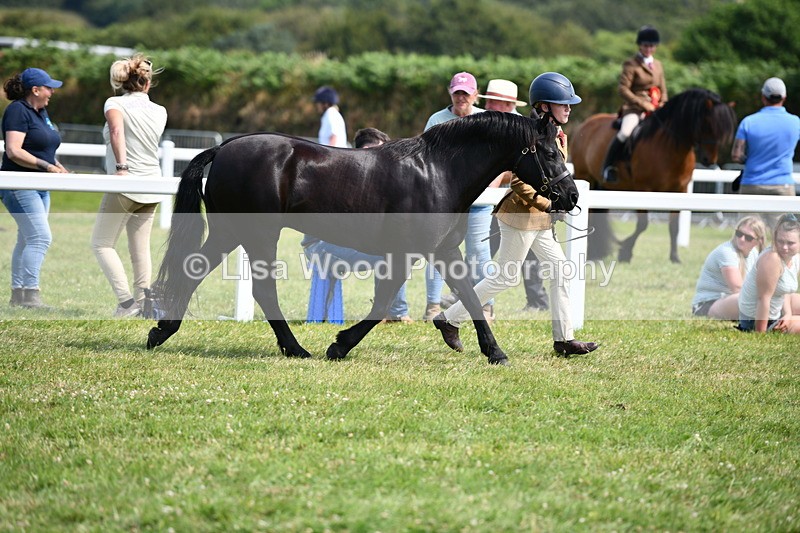 DSC_8285 - Class 68: Part Bred In Hand M & M