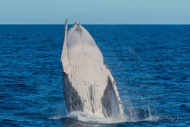 HB Breach 10. 0A3A6199 - 2025 Hervey Bay Whales
