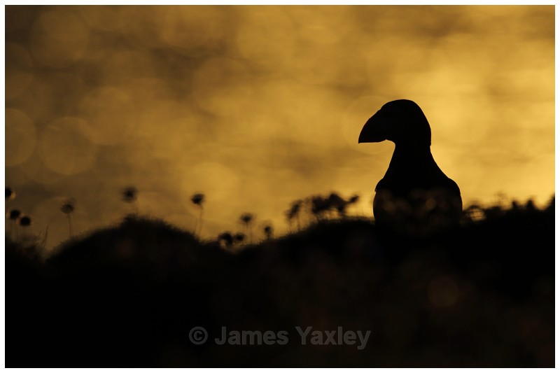 Puffin Silhouette - Puffins of Skokholm Island