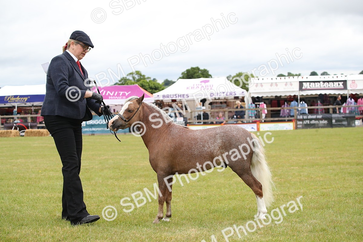 SBM_03804 - Class 23-25 - British Miniature Horse of the Year