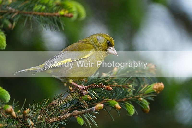 20120512-_MG_0176 - Greenfinch