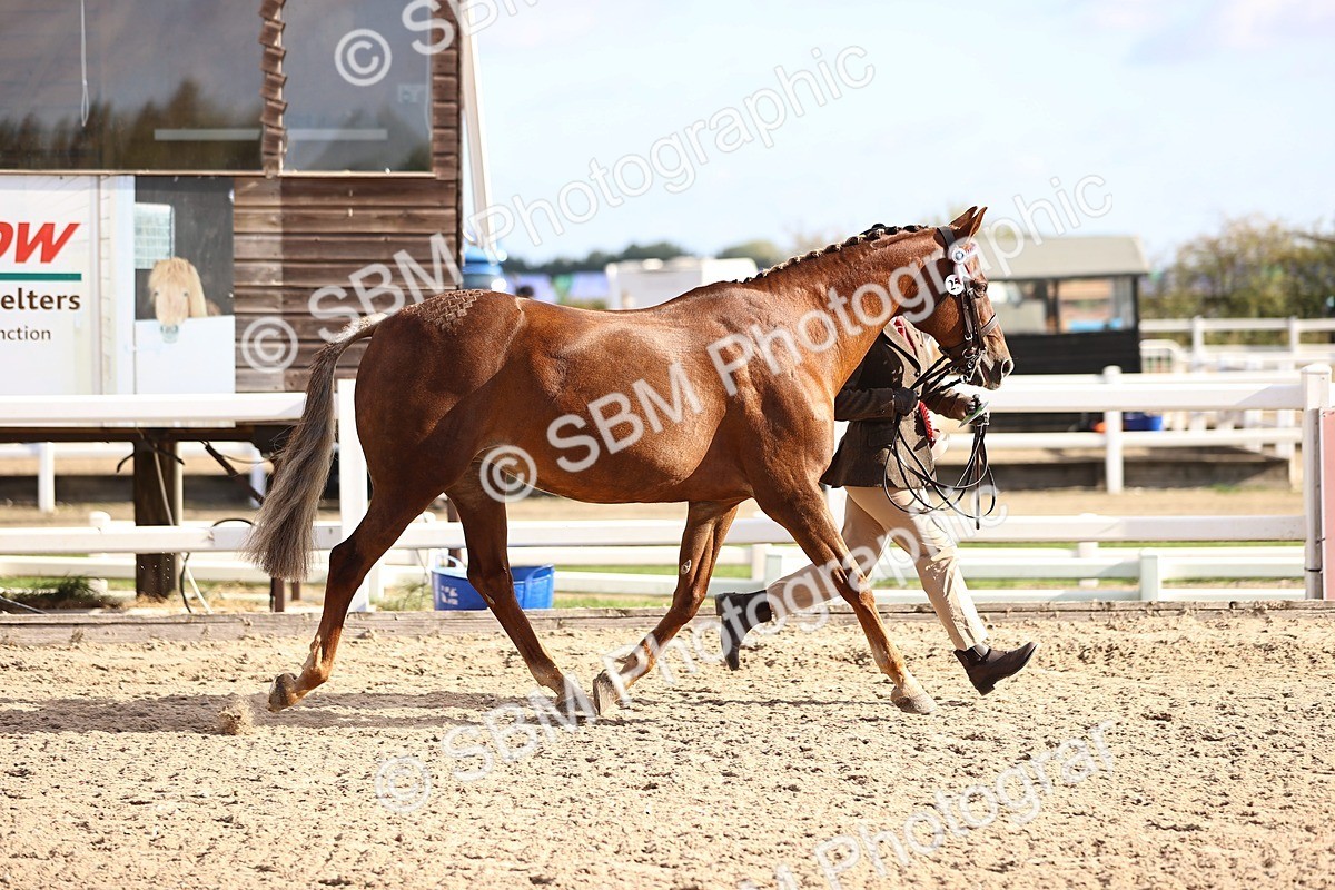 SBM_08557 - Class 402 - IH Veteran Pony