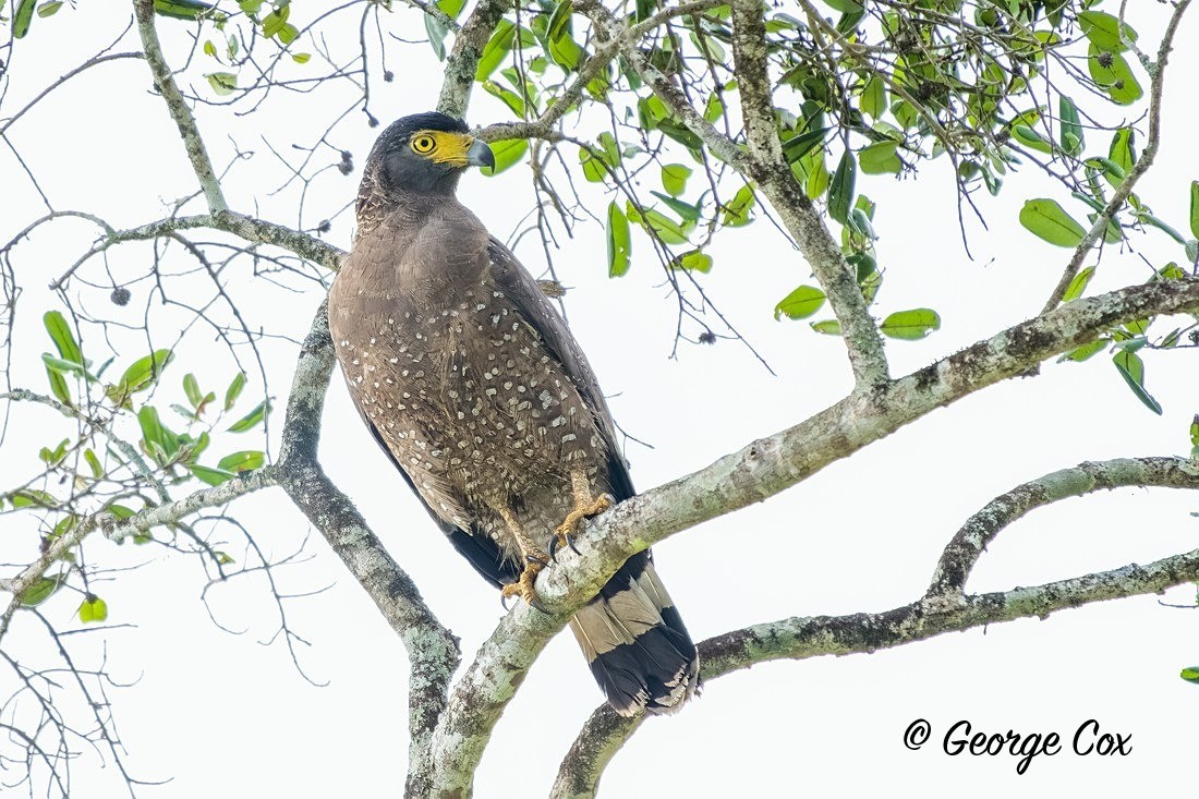 Crested Serpent Eagle - Sri Lanka