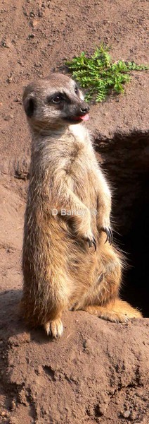 MeerKat