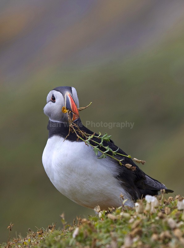 Puffin Skomer Island in Wales - Birds, swans and gulls