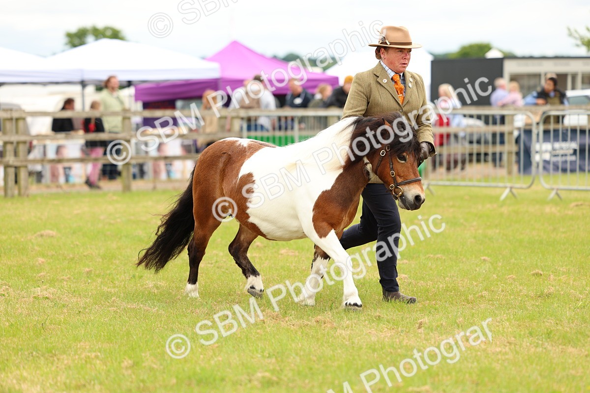 SBM_04379 - Class 64-67 - Shetland Pony In Hand