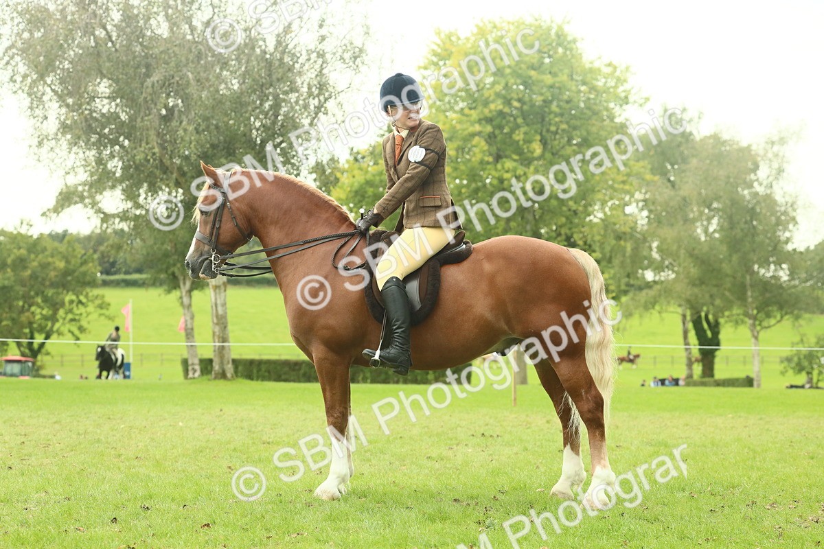 SBM_72283 - S60 - Mountain & Moorland Ridden Large Breeds