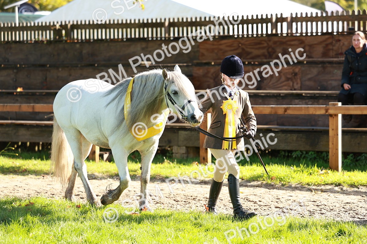 SBM_42092 - S32 - Mountain & Moorland Working Hunter Pony
