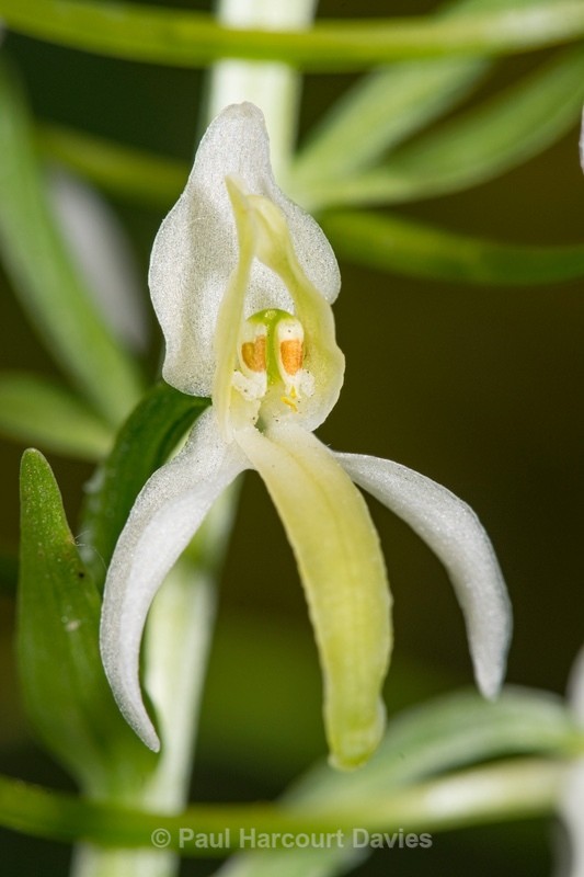 Lesser butterfly orchid (Platanthera bifolia) - Wild Orchids - 2