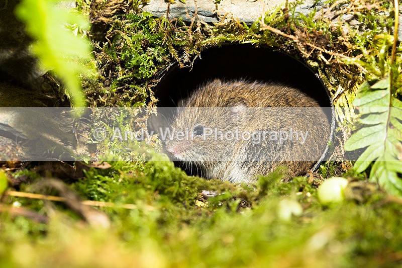 20131012-3K8A7020 - Bank Vole