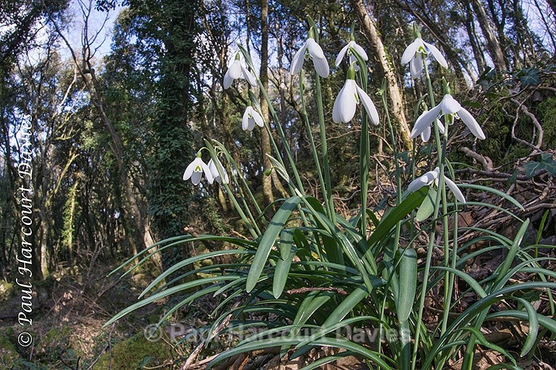  - Plants: wide-angle