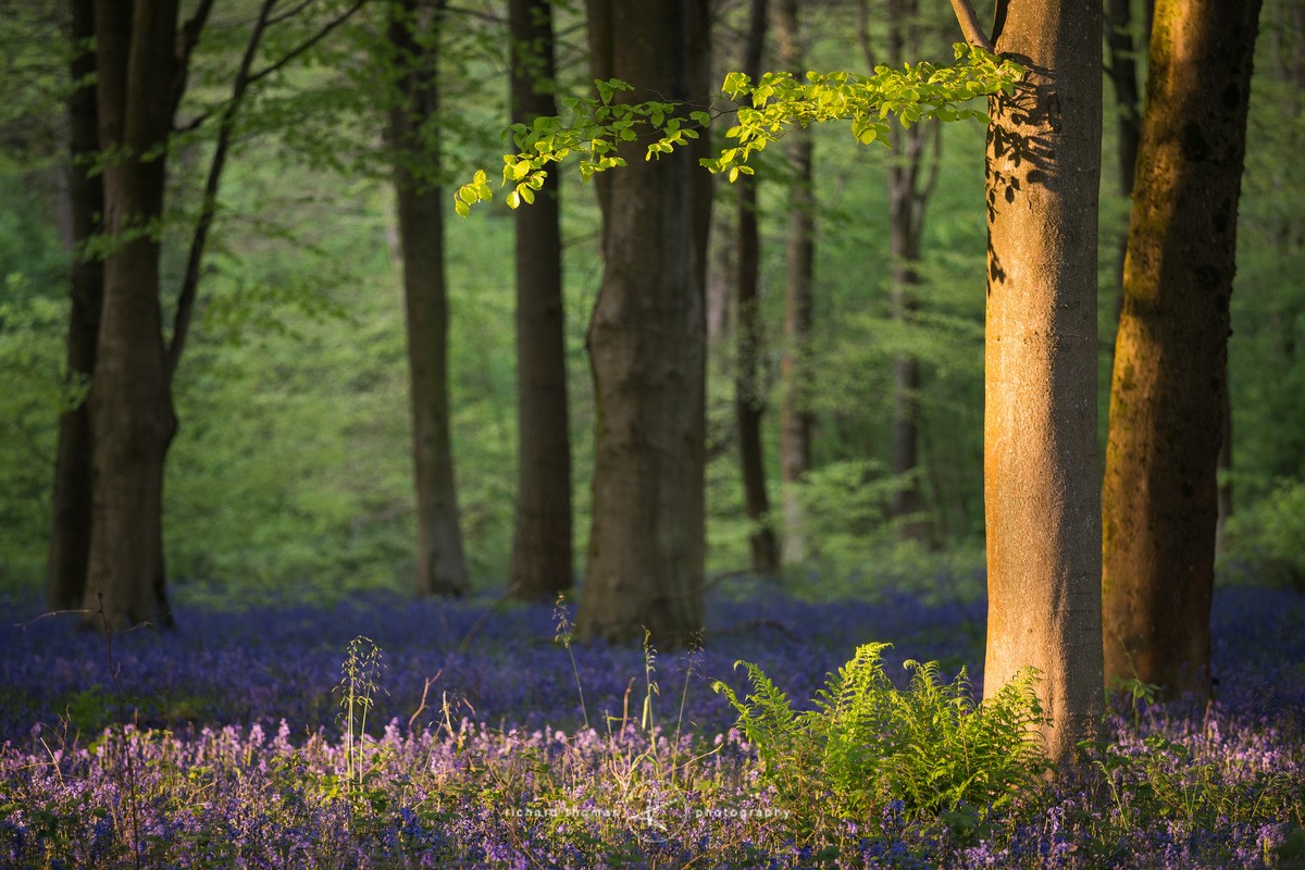 Low light in Bluebell woods - BlueWood