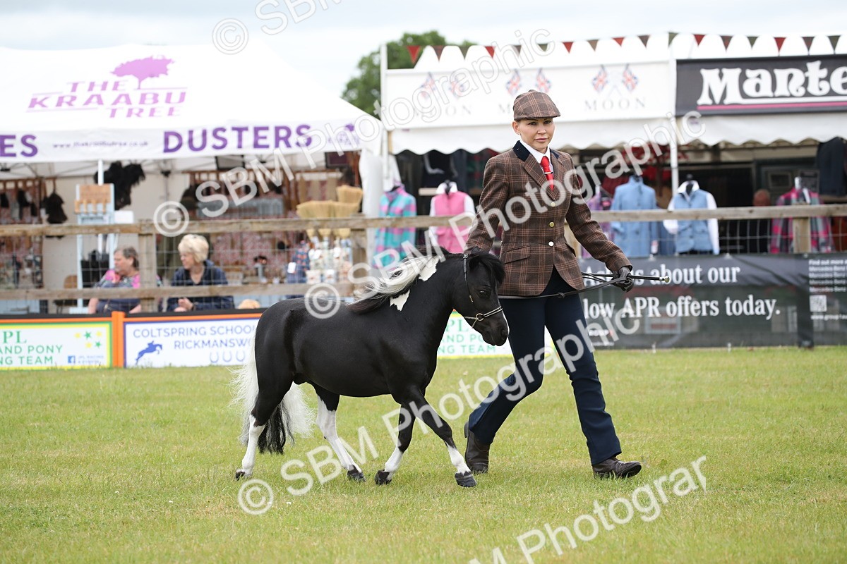 SBM_03719 - Class 23-25 - British Miniature Horse of the Year