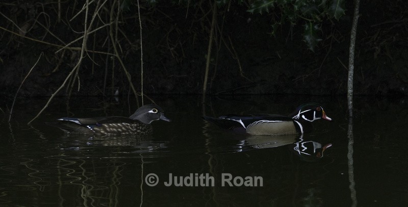 Wood Duck pair - Reifel Refuge
