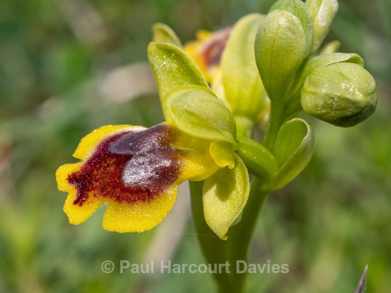 Corsican Ophrys (Ophrys corsica)  - Gargano - Wild Orchids