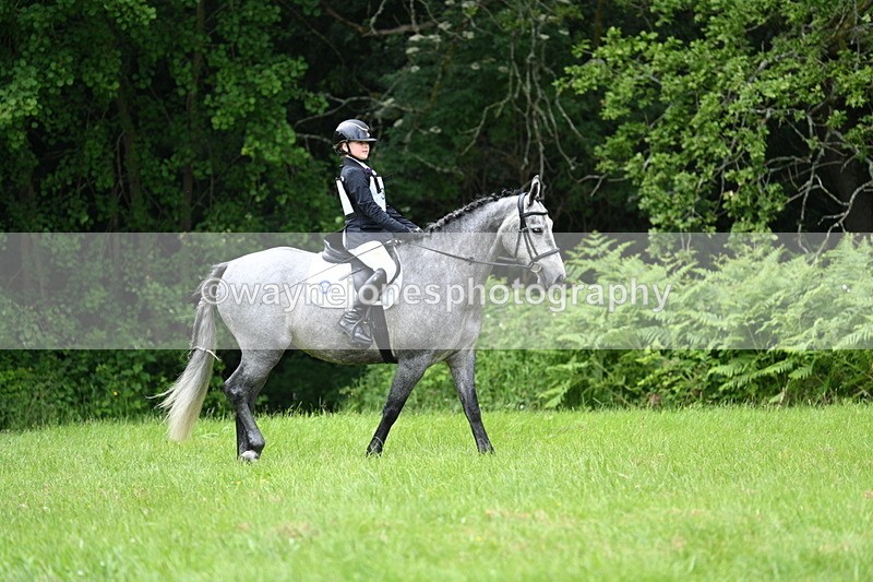 WJ7_3877 - Class 14A Handsome Gelding