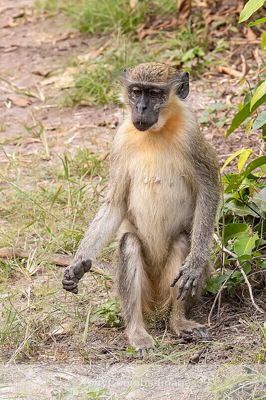 Patas Monkey - The Gambia