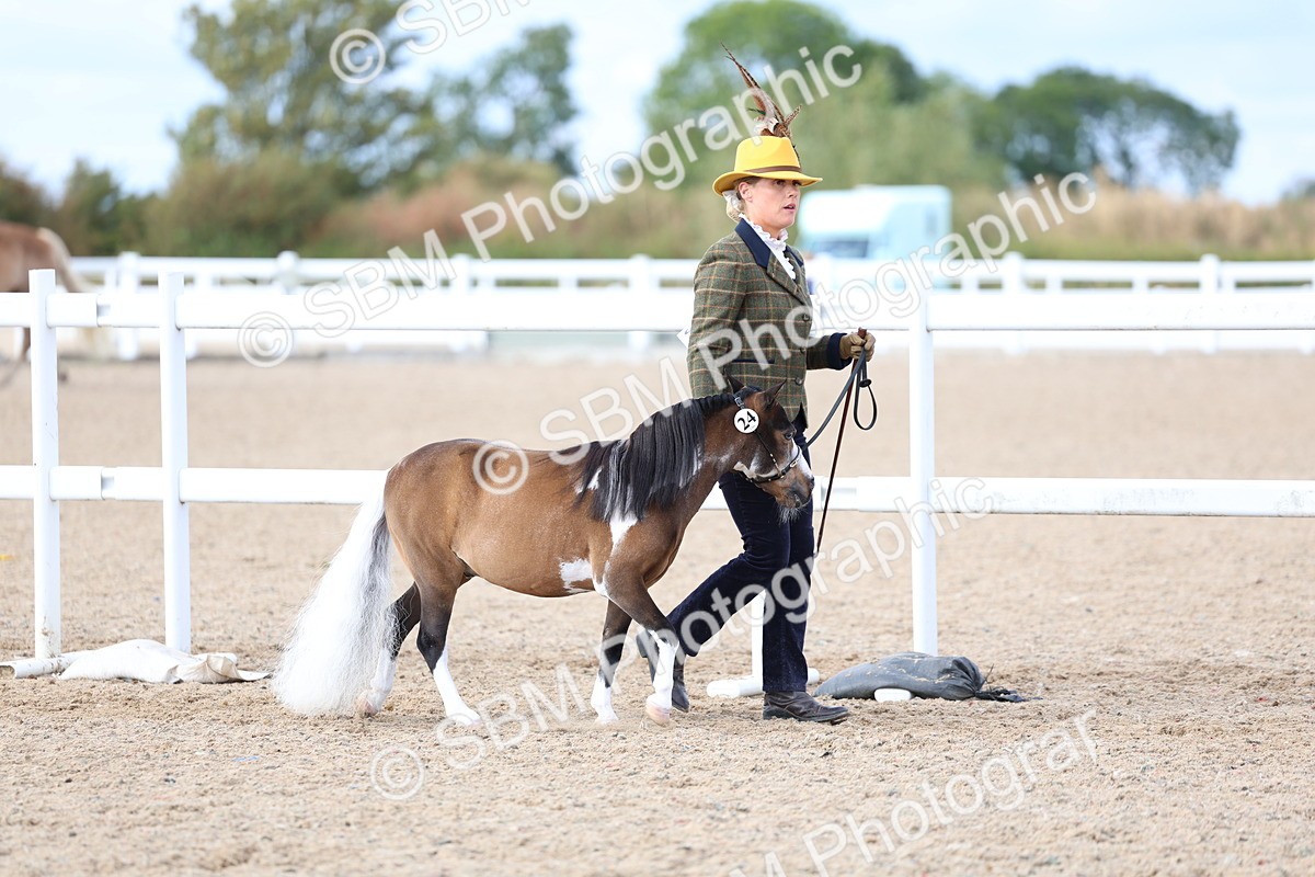 SBM_18687 - Class 317 - IH Pure Bred Horse-Pony