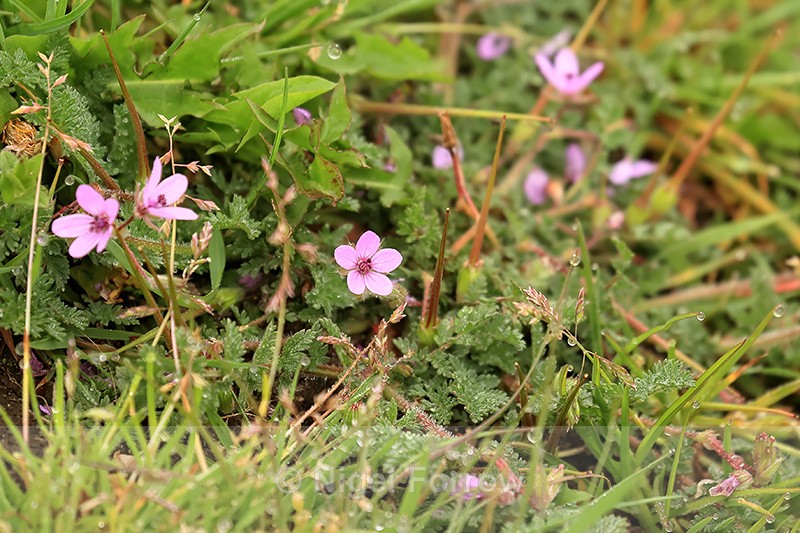 Common Stork's-bill, Arne, Dorset - PLANTS
