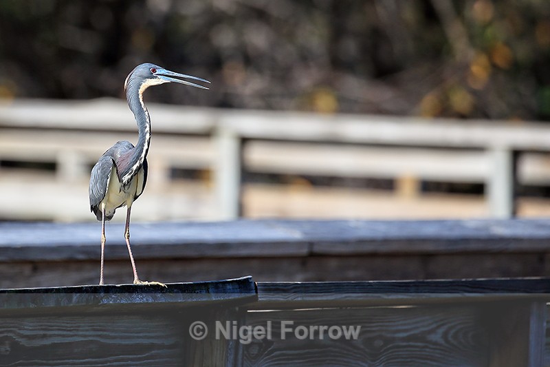 Tricolored Heron perched on boardwalk, Wakodahatchee Wetlands, Florida - Tricolored Heron