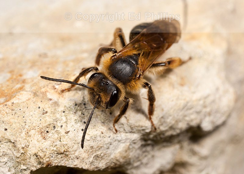Andrena bucephala (f)
