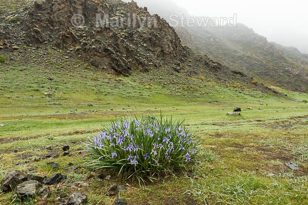 Yolyn Am valley - Mongolia