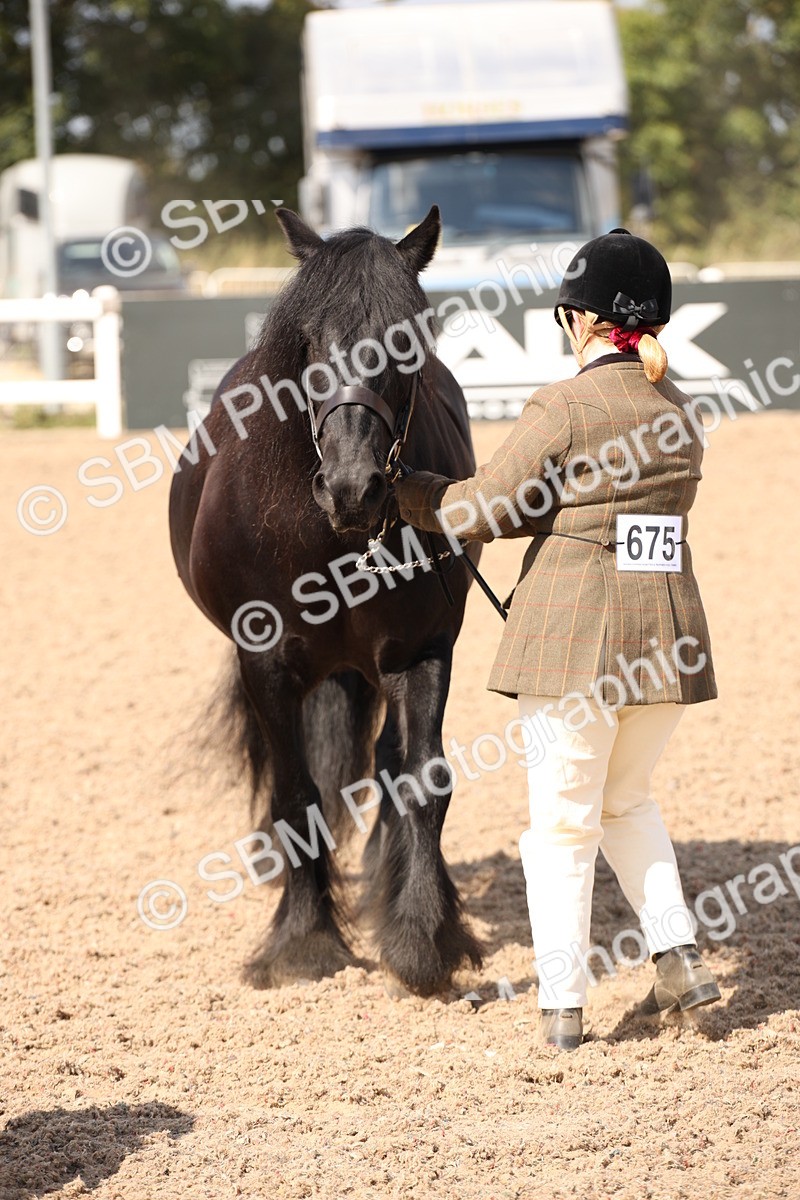 SBM_03406 - Class 18 Handsomest Gelding (IH or Ridden)