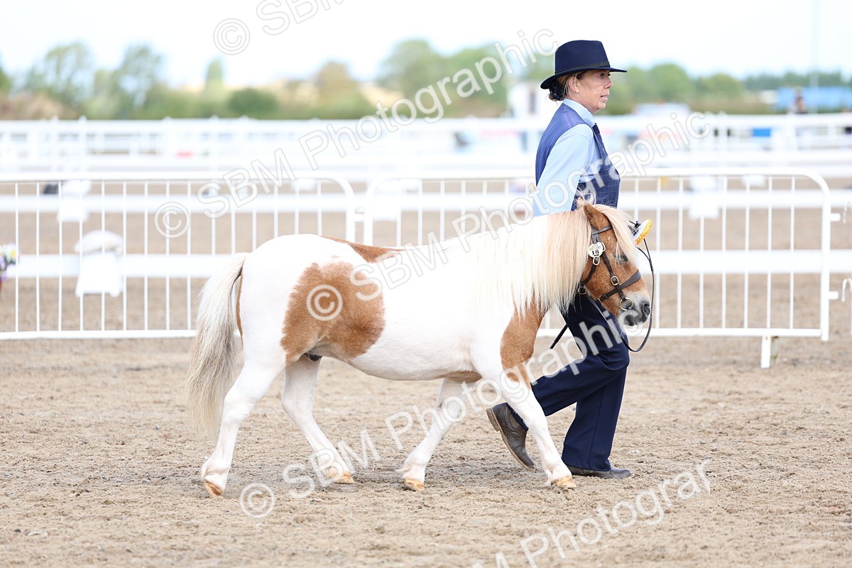 SBM_02415 - Class 19 - Horse or Pony Judge would most like to take home