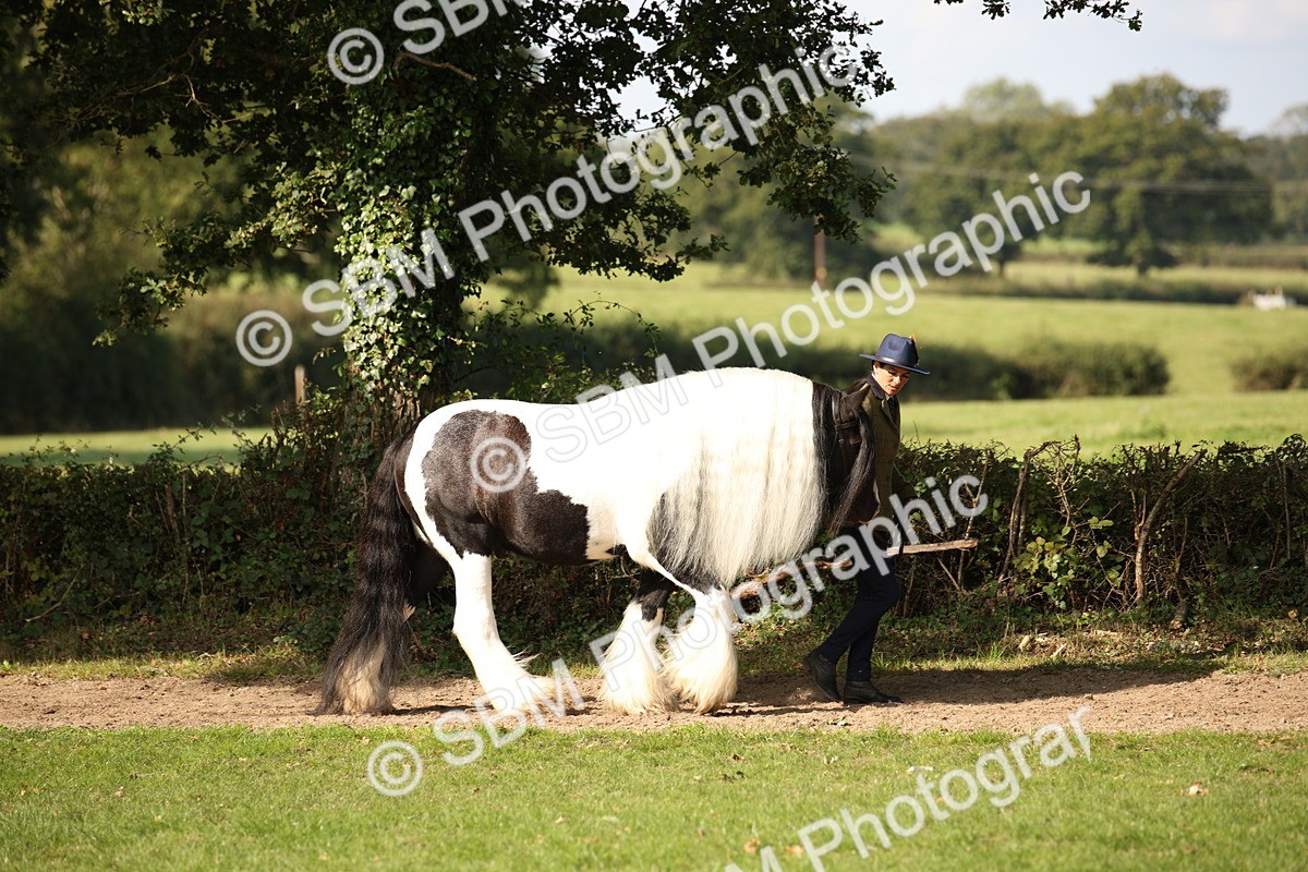 SBM_62162 - S55 - Traditional Cob In Hand