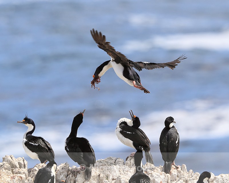 Imperial Shag arriving at colony, Cape Bougainville, Falklands - Imperial Shag