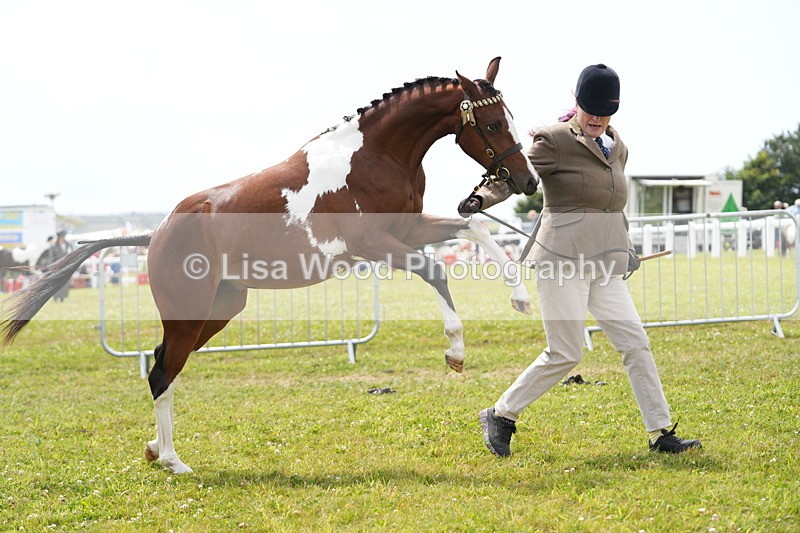 DSC06712 - Class 58: Coloured Pony Youngstock