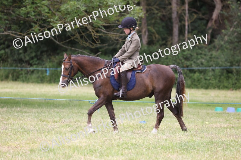 20260614-3162 - Class 22 - Open Working Hunter