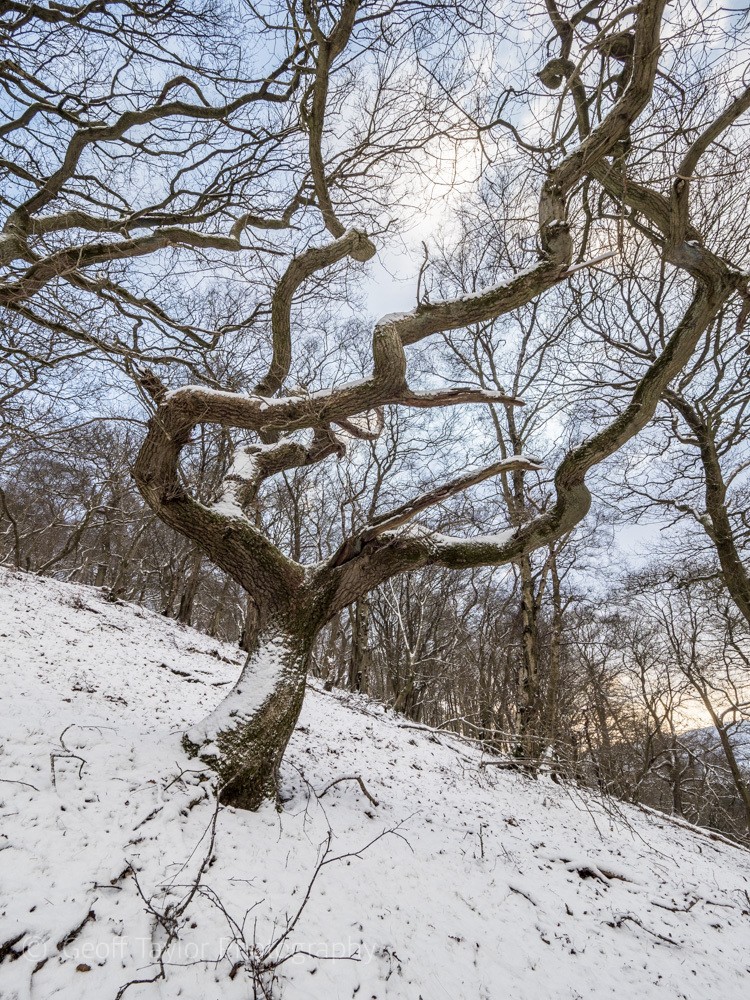 0762 Ragleth Wood - Stretton Hills