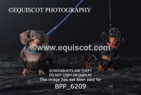 BPP_6209 - LESLEY GRANGER DOGS