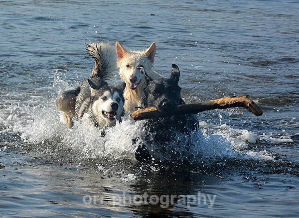  - Dogs