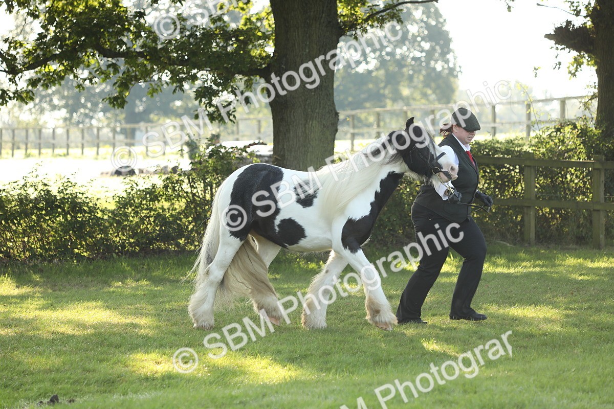 SBM_60868 - S43 - Coloured Pony In Hand