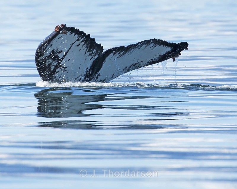  - Humpback Whale Flukes