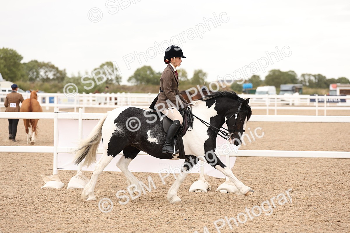 SBM_19639 - Class 216 - Ridden Traditional - Native Cob