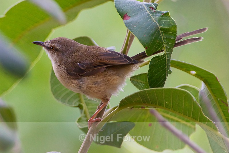 Tawny-flanked Prinia - Tawny-flanked Prinia