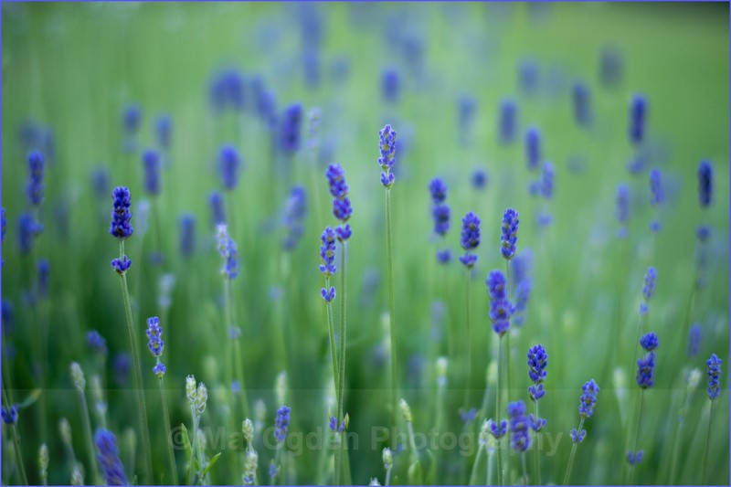 Early Days - Flora & Fauna