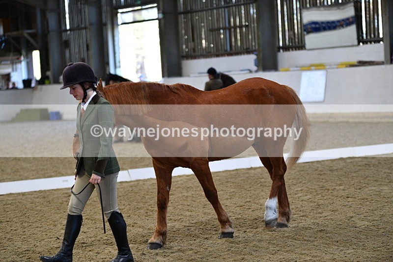 WJ5_3664 - Class 5 In Hand Veterans