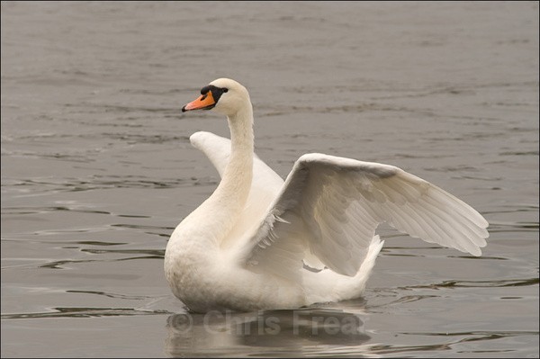  - Animals/ Wildlife