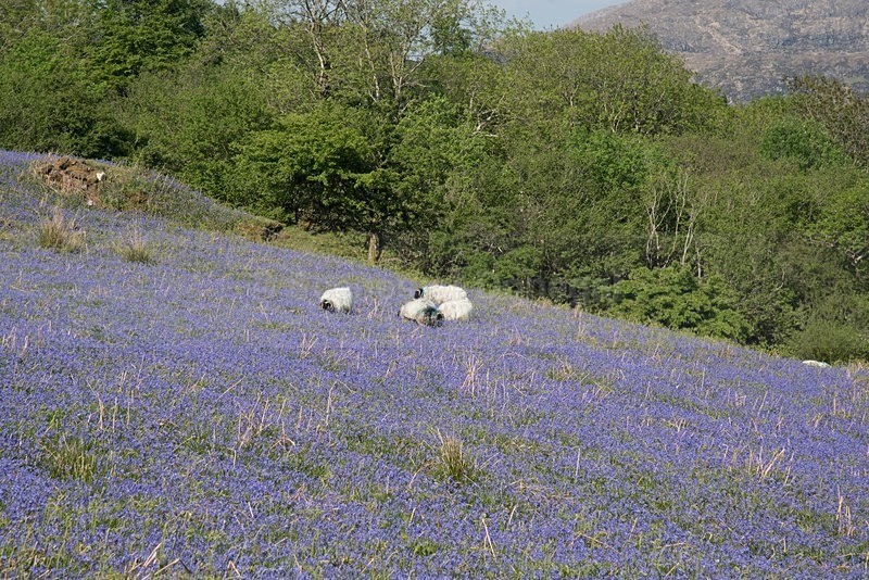 MF1_4892 - Donegal Town & Lough Eske