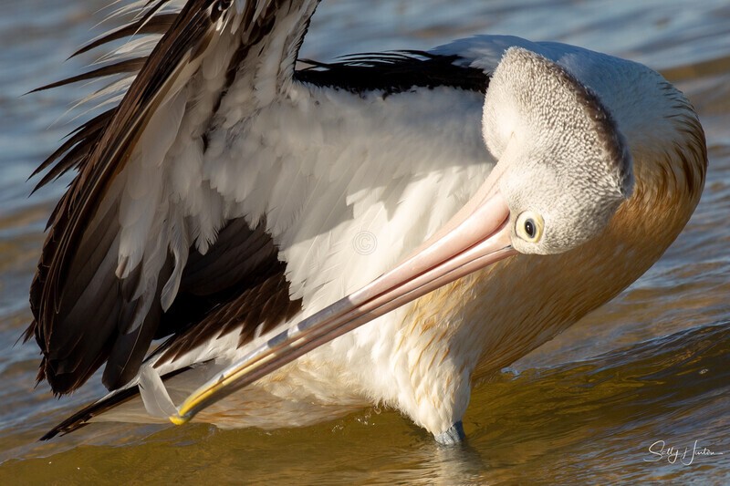 Pelican Preening
