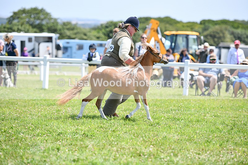 DSC_7333 - Class 62: Coloured Pony Youngstock